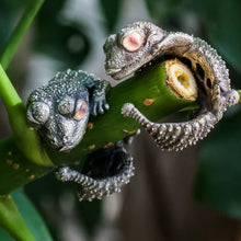 Load image into Gallery viewer, Wild Animal Ring. Smooth Knob-tailed Gecko Ring. Sterling Silver Ring.
